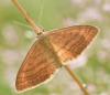 Idaea sp.